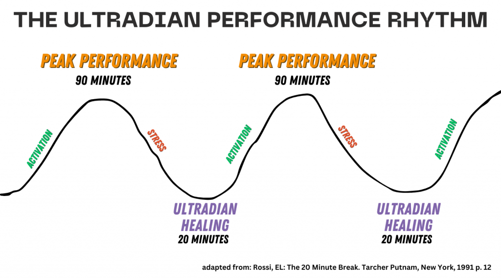 graph representation of the ultradian performance cycle