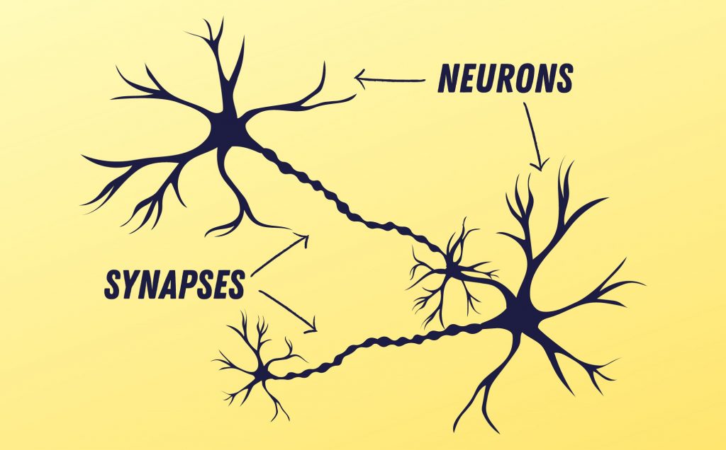 a graphic with labels for neurons and synapses