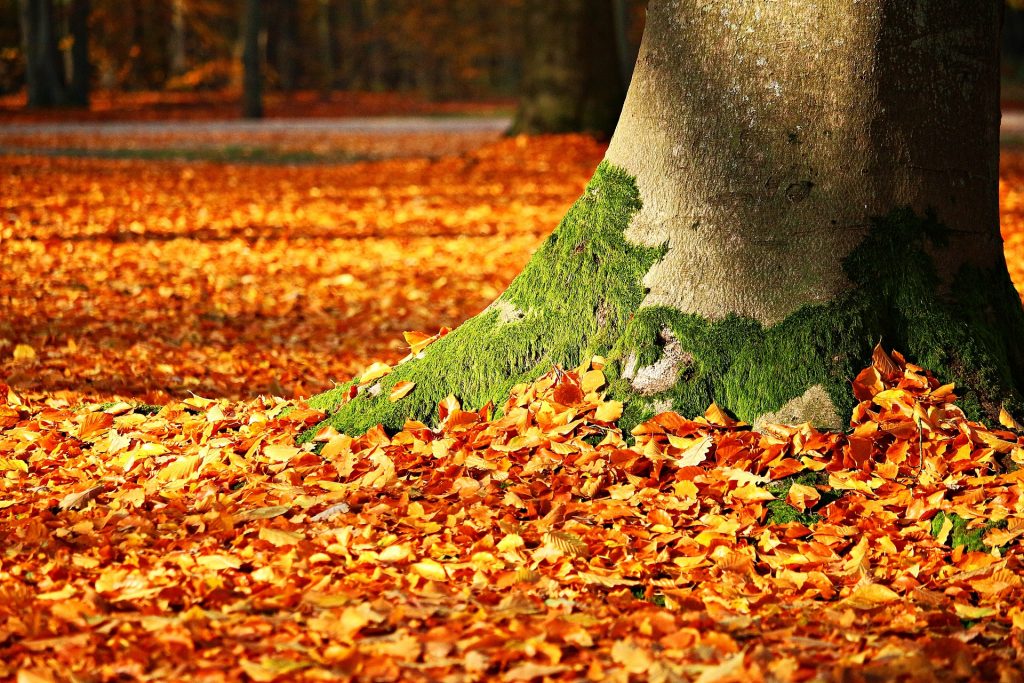 This image has an empty alt attribute; its file name is autumn-1913485_1920-1024x683.jpg